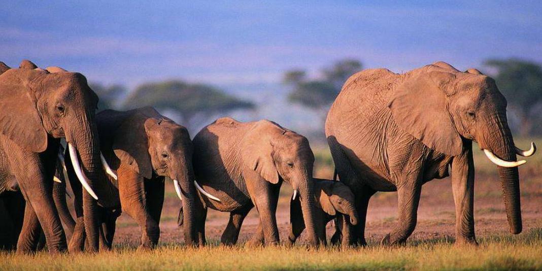 大象与犀牛是不同的物种，非洲公象，为何还要*暴强**犀牛呢？