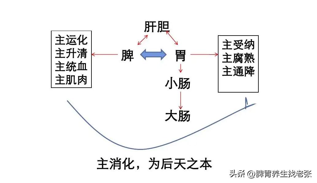 脾胃不和肚胀的食疗偏方,肚子气多脾胃虚弱怎样调理