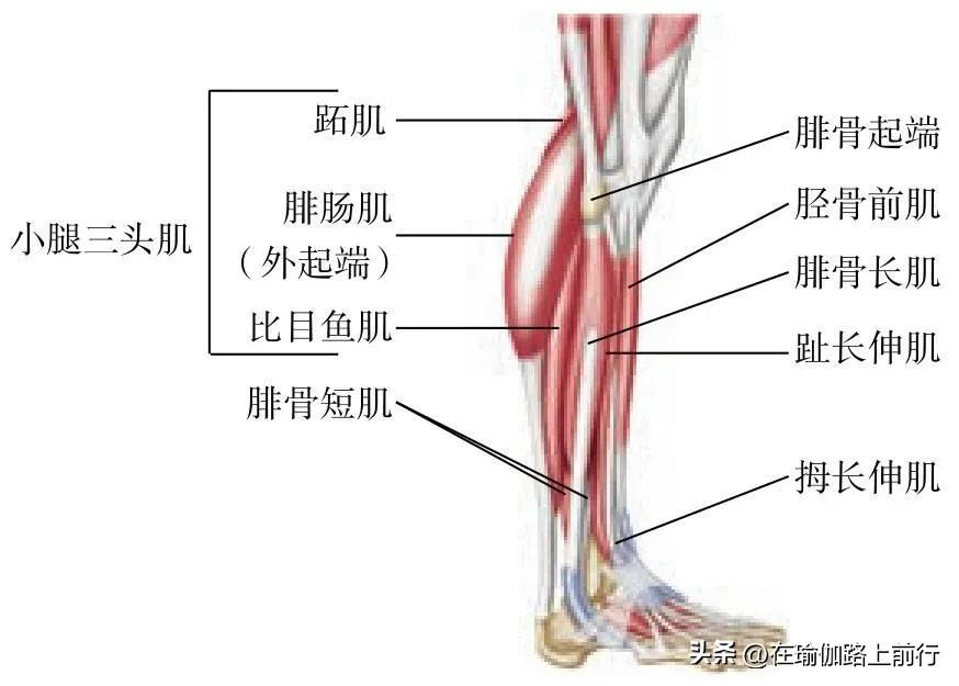 拉伸小腿肌肉真的能瘦小腿吗,拉伸小腿肌肉有灼热刺痛感