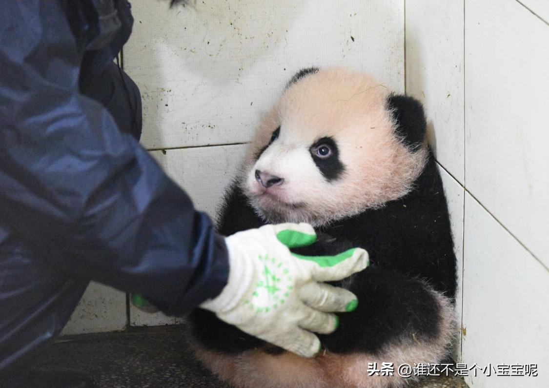 每天认识一只大熊猫七仔,大熊猫福星胖大海胆小