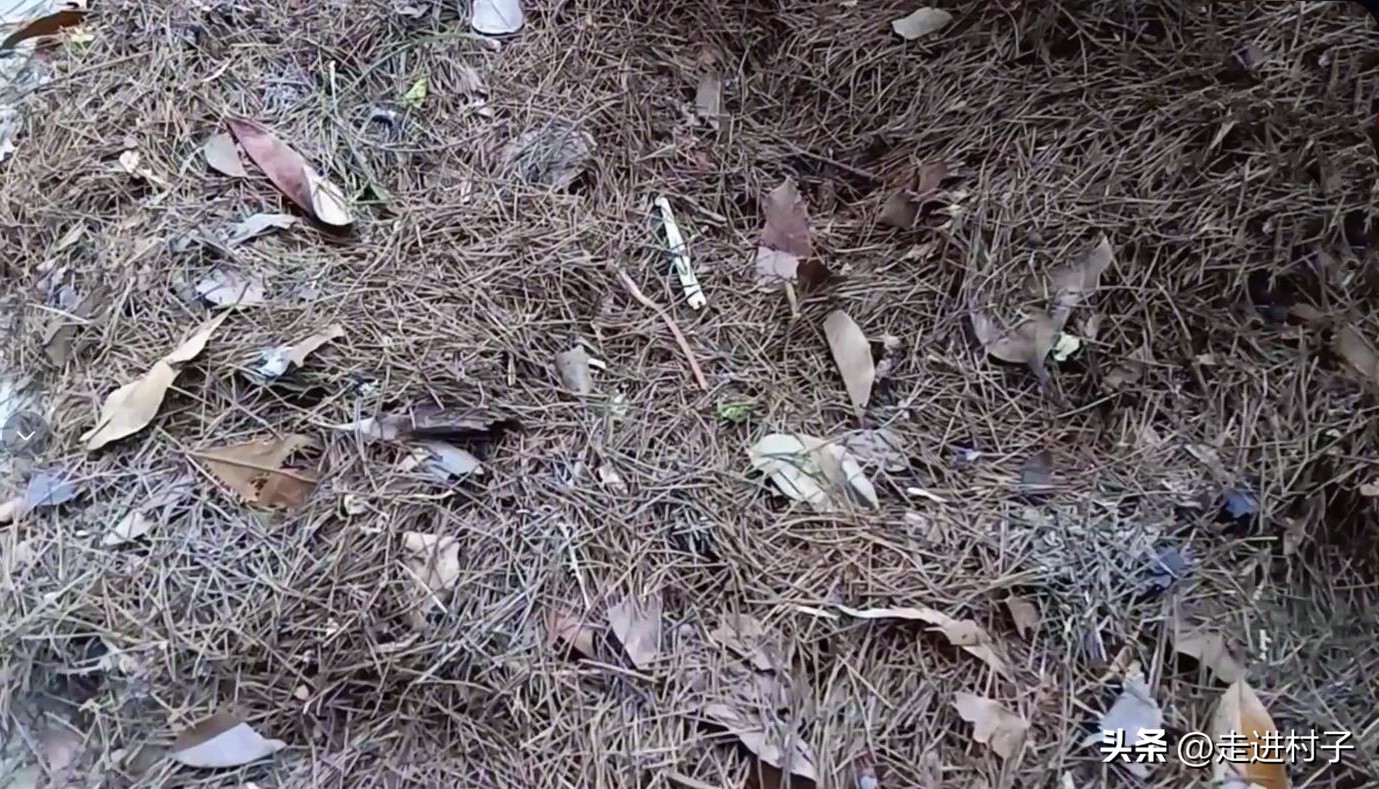 树林里的这些“宝贝”收集一些，营养土和有机肥料就靠它们了