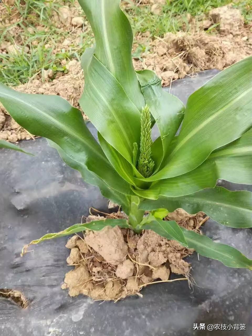 粗缩病玉米叶鞘症状图片,玉米粗缩病什么时间防控最合适