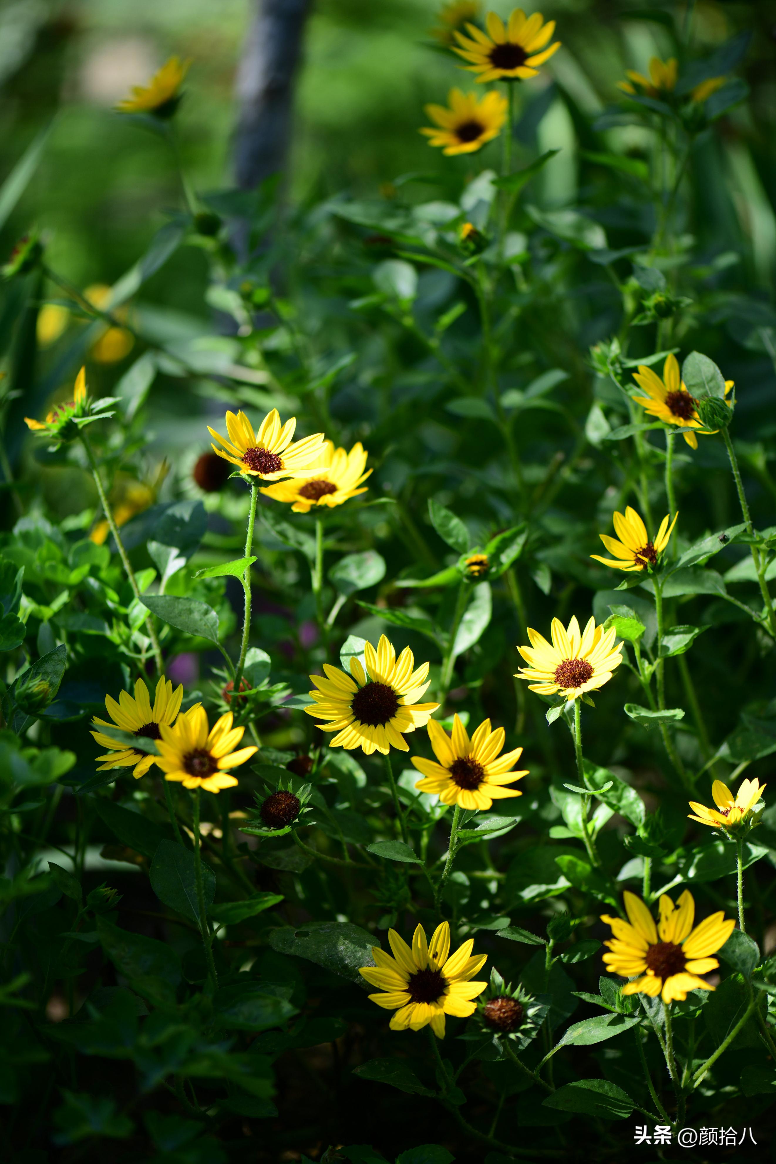 光辉岁月向日葵单朵花能开多少天,光辉岁月向日葵开花效果