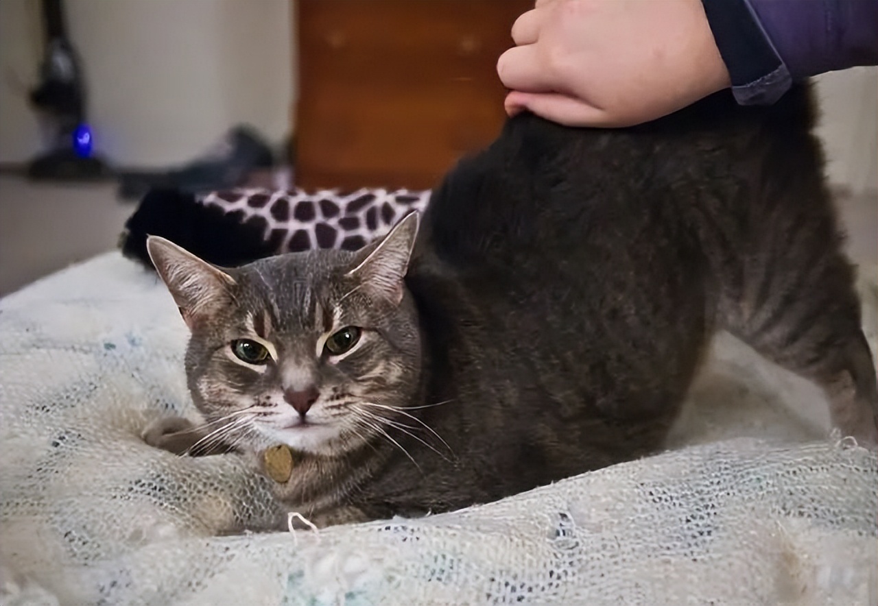 猫的哪些表现说明它喜欢你,猫咪喜欢你的八种表现