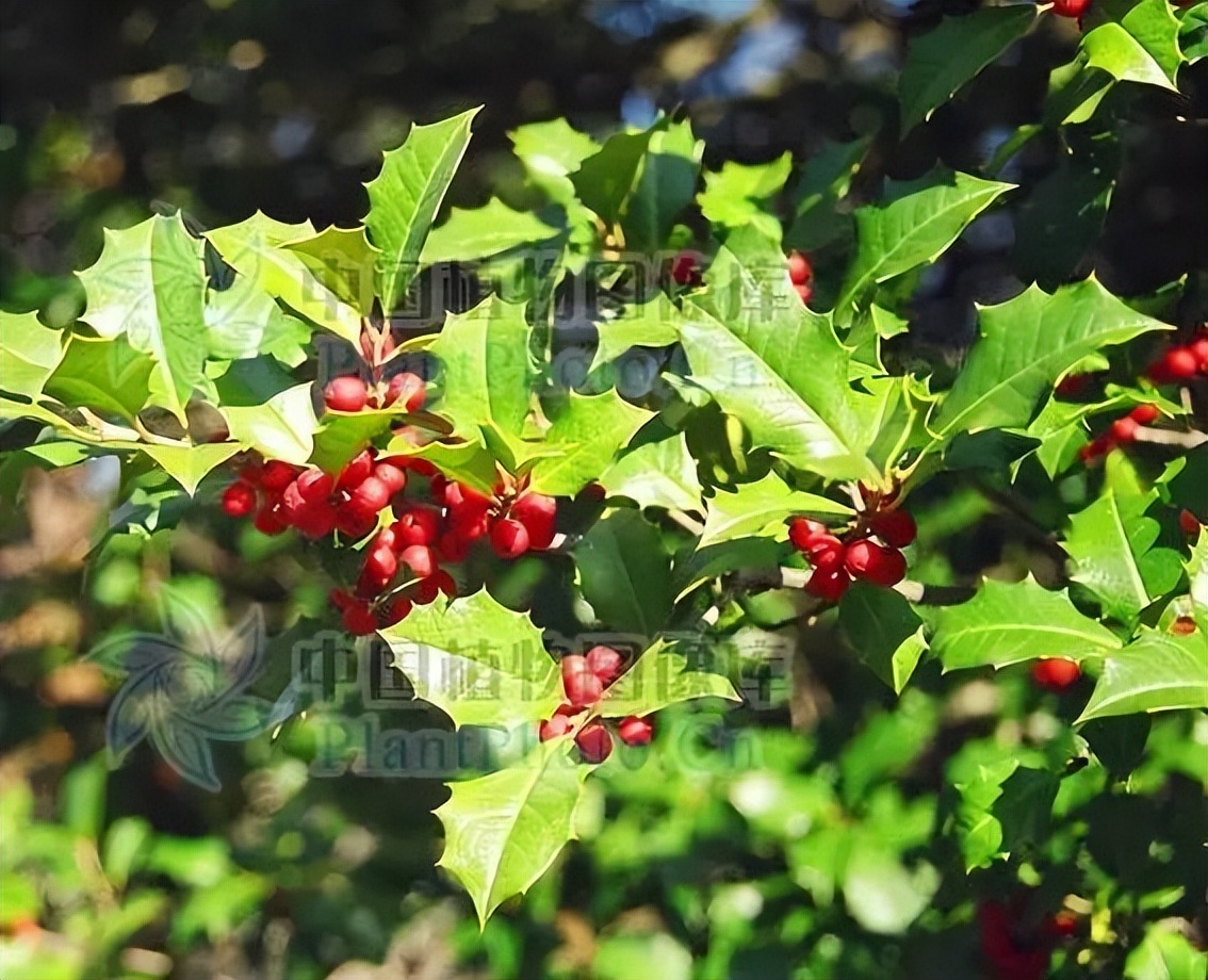 植物识别小口诀，总结的太全了！