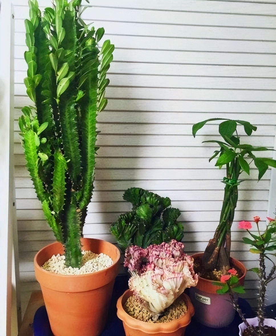 甲醛盆栽哪个效果最好还好养活,什么盆栽甲醛少好养的