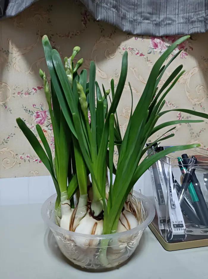 散文兰花500字,散文水仙花