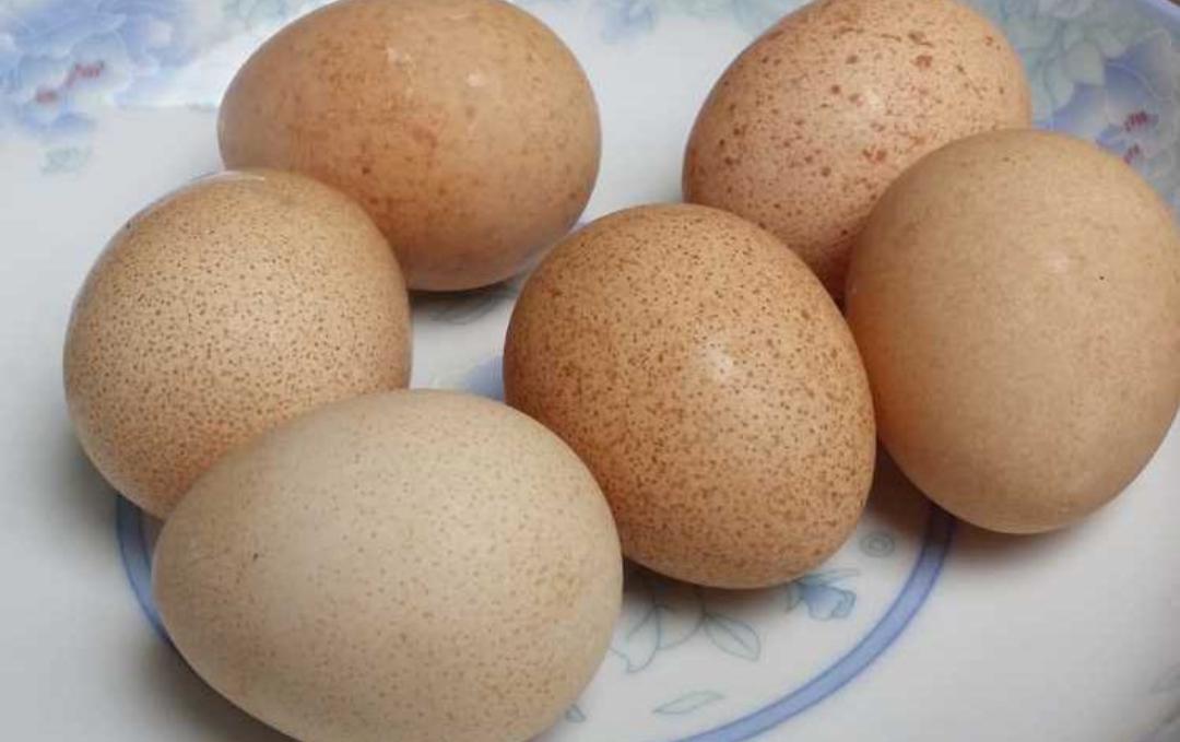 世界上最大鸟巢,世界最大的鸟巢排名