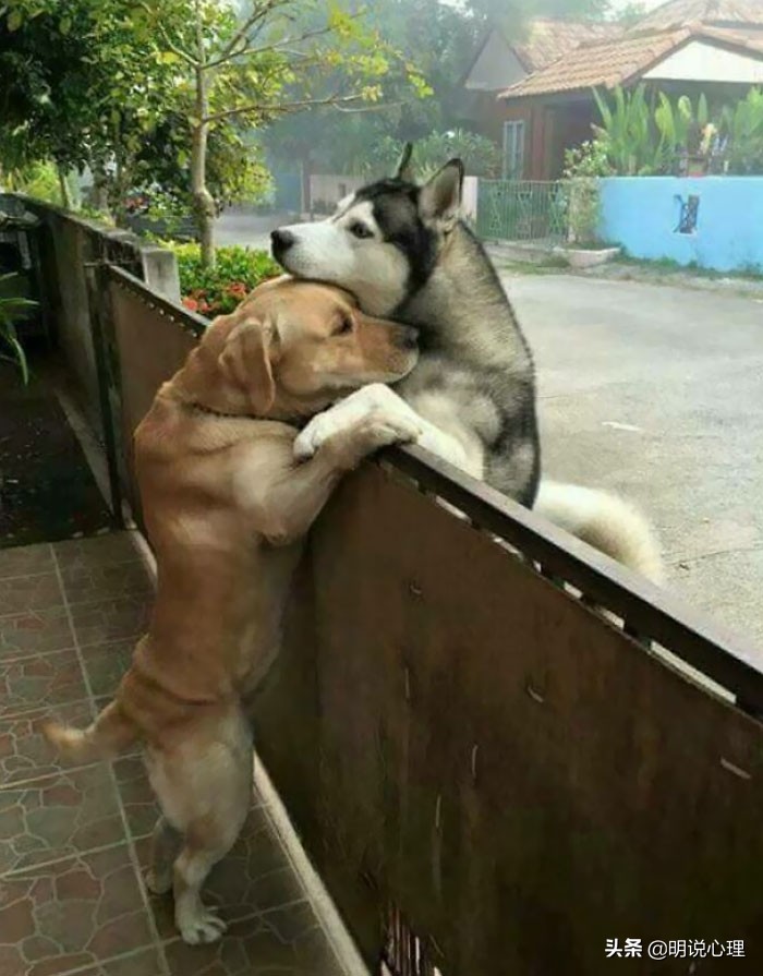 猫咪和鼠鼠的故事,猫和鼠的友谊真实故事