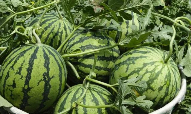 我从婆家逃到*疆新**刮大白挣了十万，父亲为弟弟要钱变痴呆,1