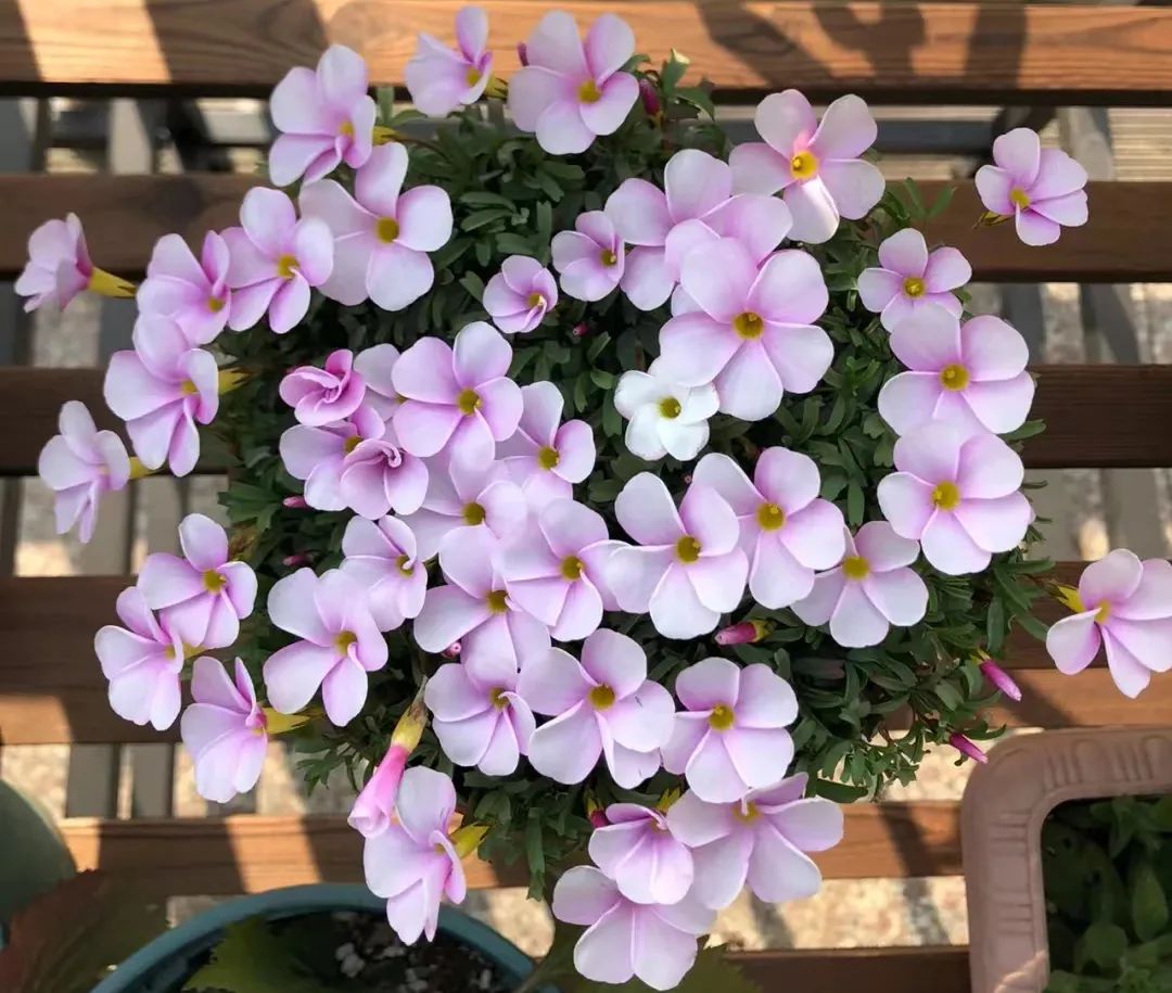 适合在路边种的野花,那些路边不起眼的花儿