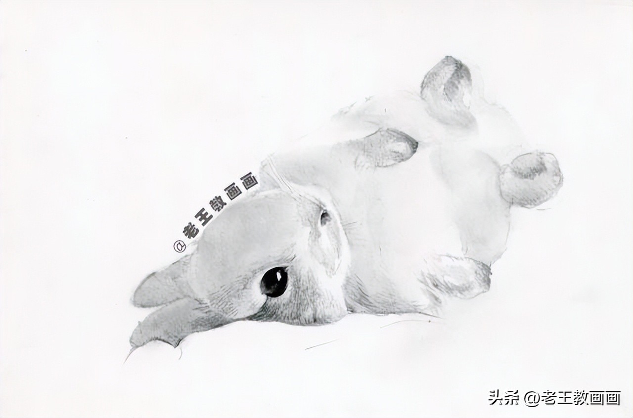 兔年怎么画一个好看的兔子,兔年到了怎么画一只兔子