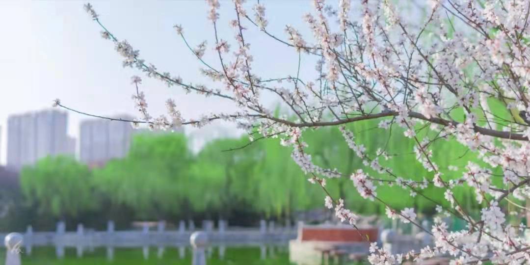 我的母校长安大学,母校长安大学