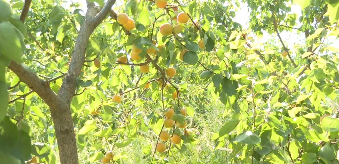 鹿泉丰收,致富路上瓜果飘香花盛开