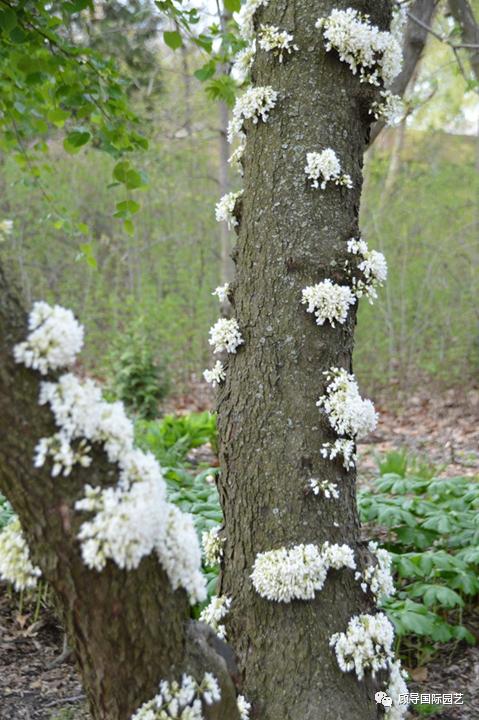 南方人爱不够的紫荆花，北方人懵了：“这哪儿是紫荆花啊？”