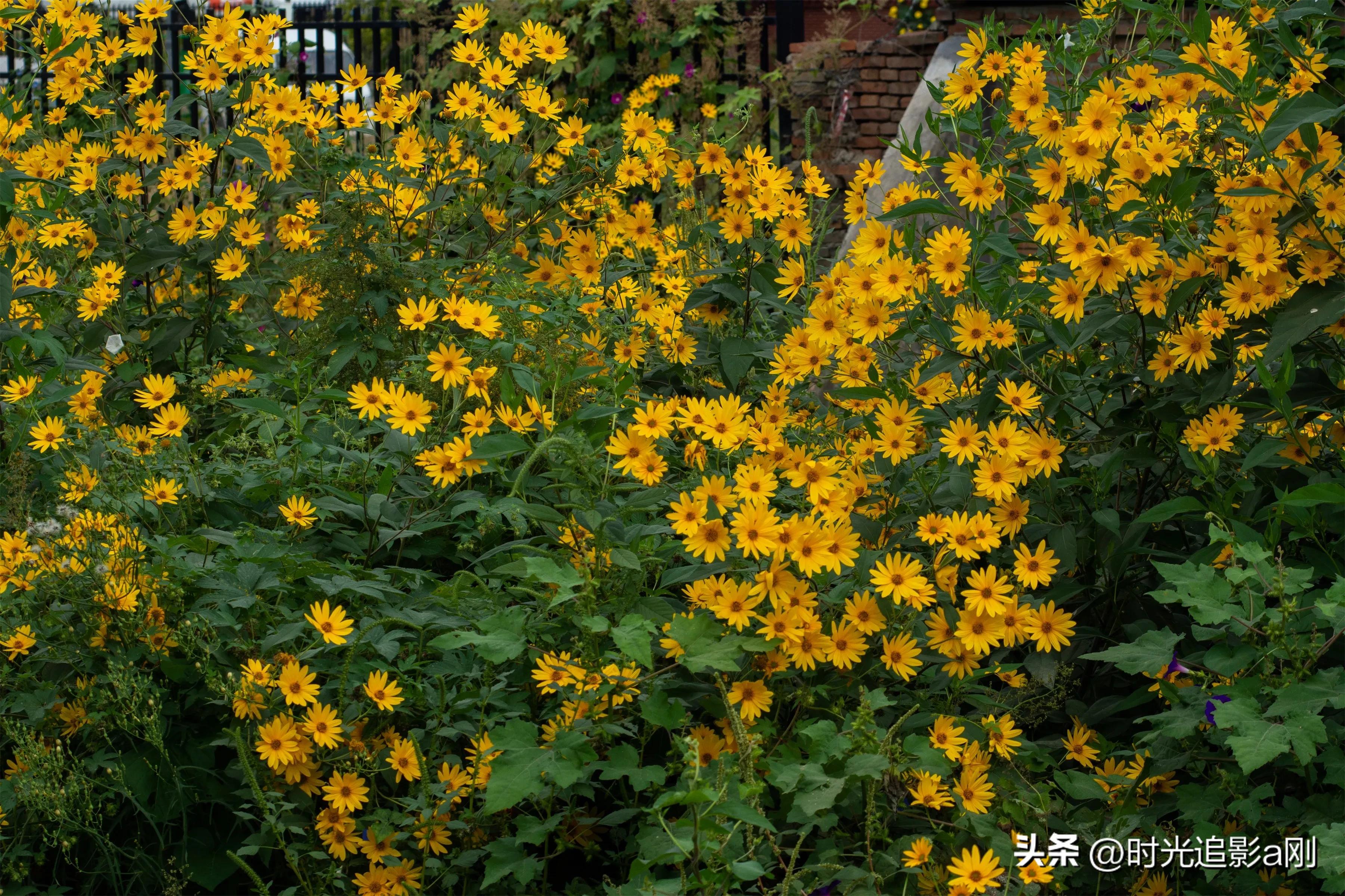 蓝眼菊的花语,七彩菊花语和寓意