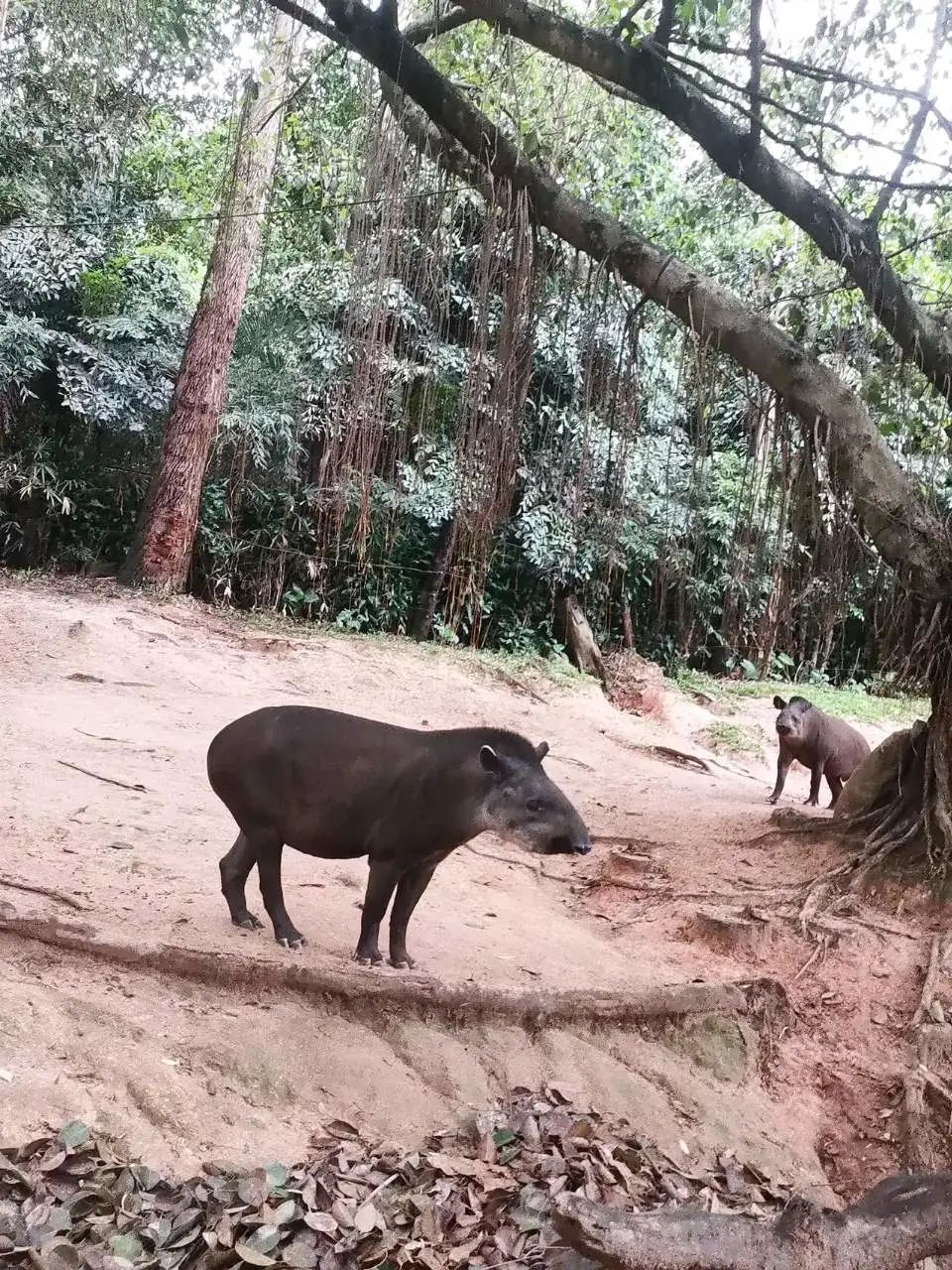 六刷广州长隆野生动物世界，強烈推荐-广州必游地（内含攻略）