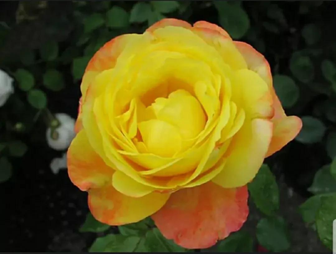 玫瑰花和蔷薇三姐妹,月季玫瑰蔷薇三姐妹的区别