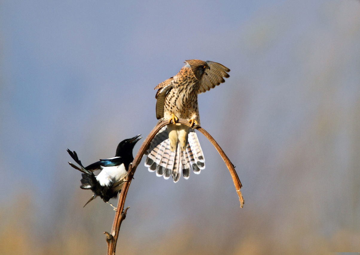 老鹰不吃喜鹊喜鹊为何没泛滥成灾,喜鹊很坏为何被视为吉祥鸟