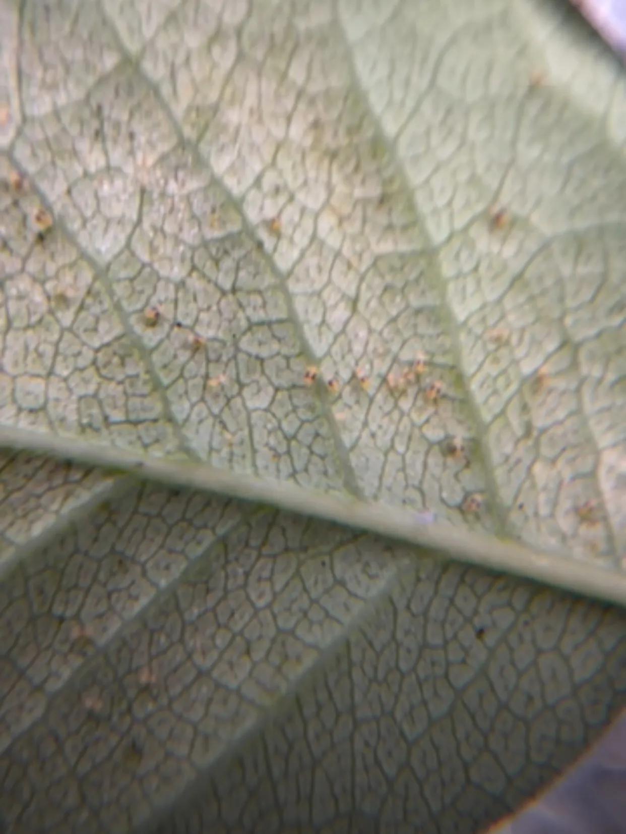 杀月季红蜘蛛的有效方法,洗洁精怎么治月季红蜘蛛