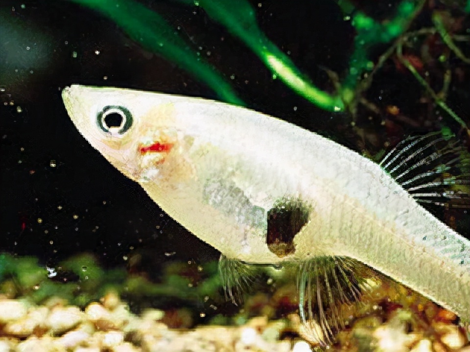 一年吃掉几千只蚊子,一年可以吃掉3千只蚊子