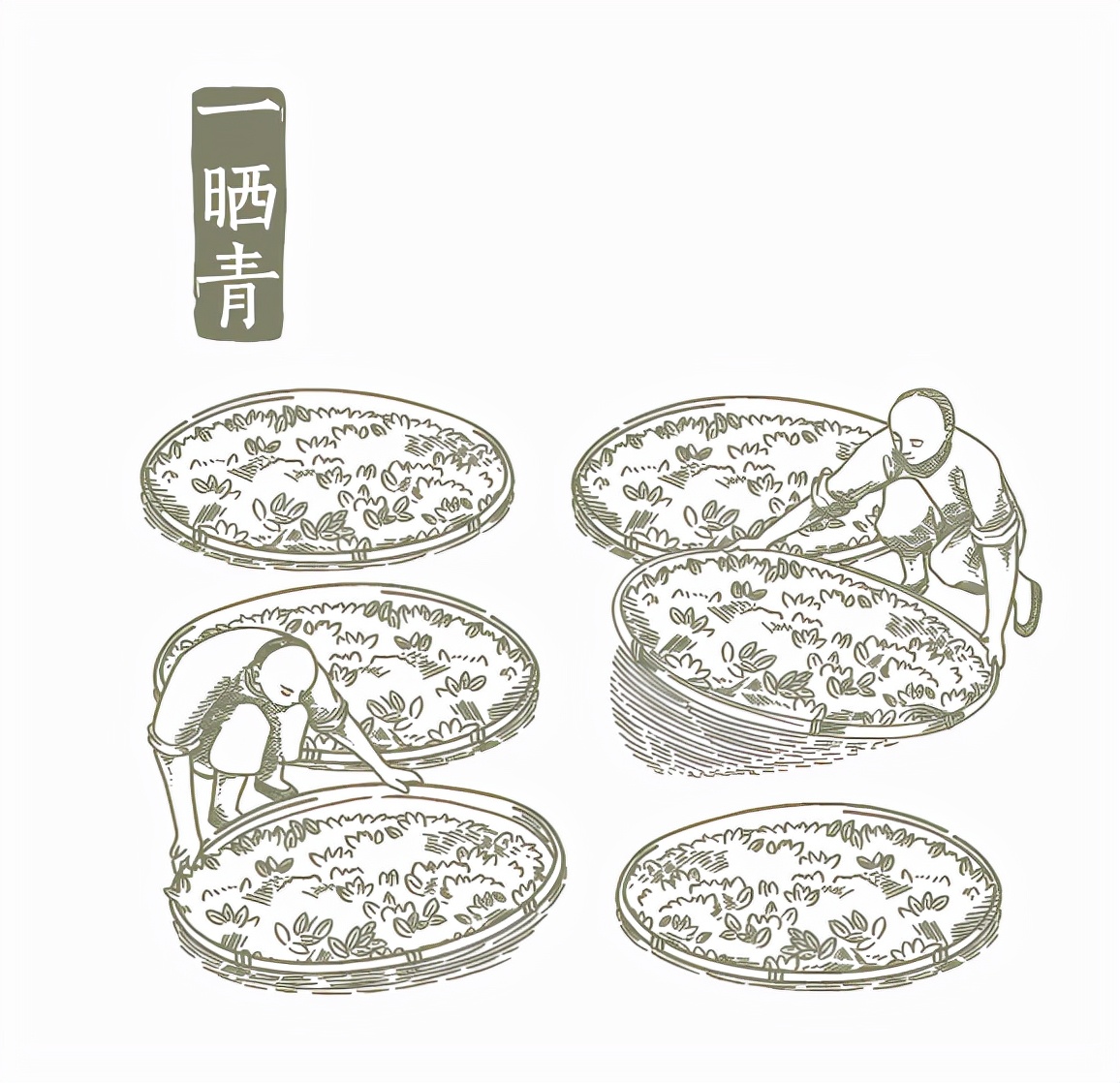 安溪铁观音邮票绘画,安溪铁观音个性化邮票