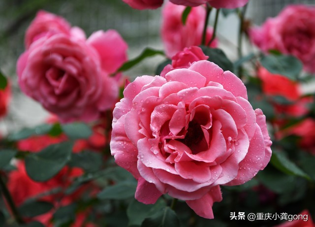 玫瑰花的葬礼,玫瑰花