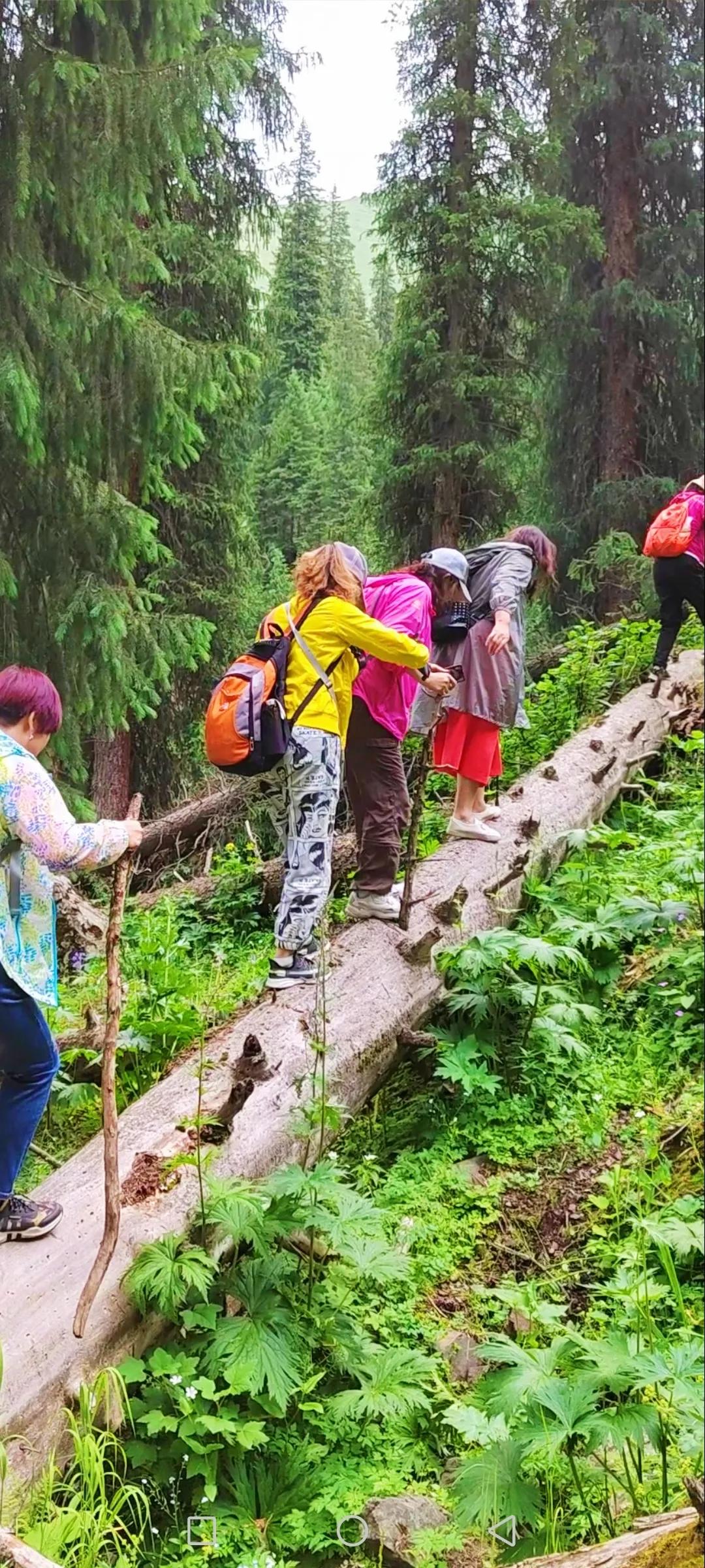 穿越森林探险视频,穿越森林探险之旅