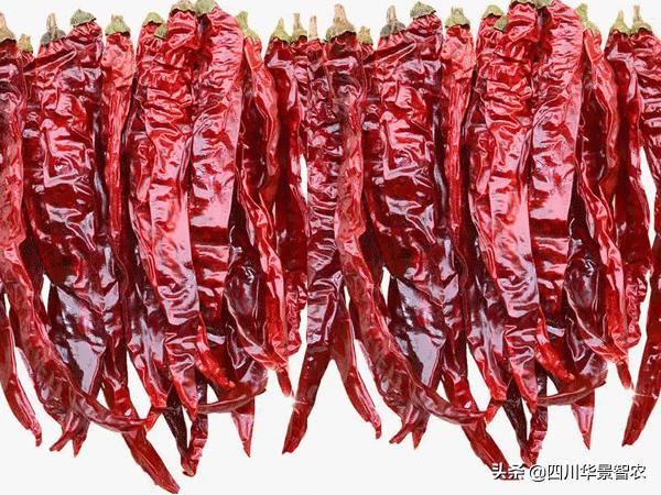 网带式辣椒干燥设备价格,辣椒烘干房设备图片