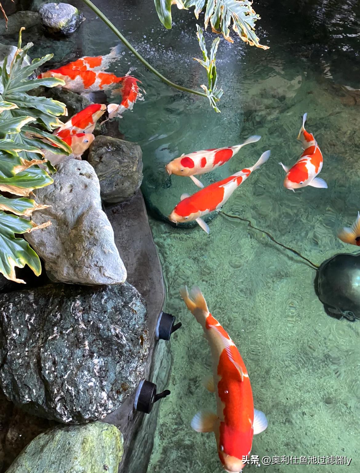 锦鲤鱼池养护价格,春季如何养护锦鲤鱼池中的绿藻