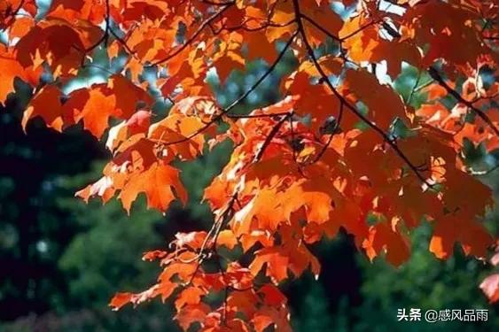 九十九朵美丽的国花送给你