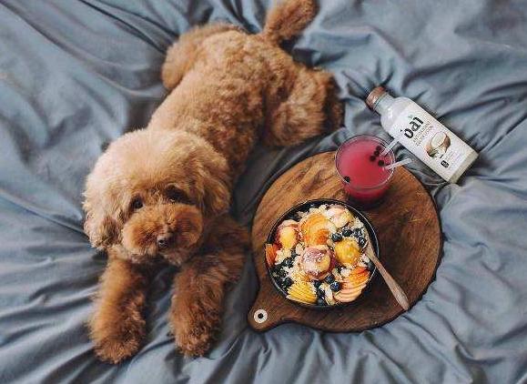 泰迪鼻子褪色吃微量元素有用吗,泰迪鼻子上面的毛褪色怎么回事