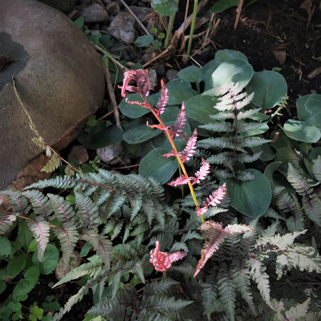 鏃ユ湰鐢昏暔鍏绘姢,绱壊鐢昏暔鑰愬瘨