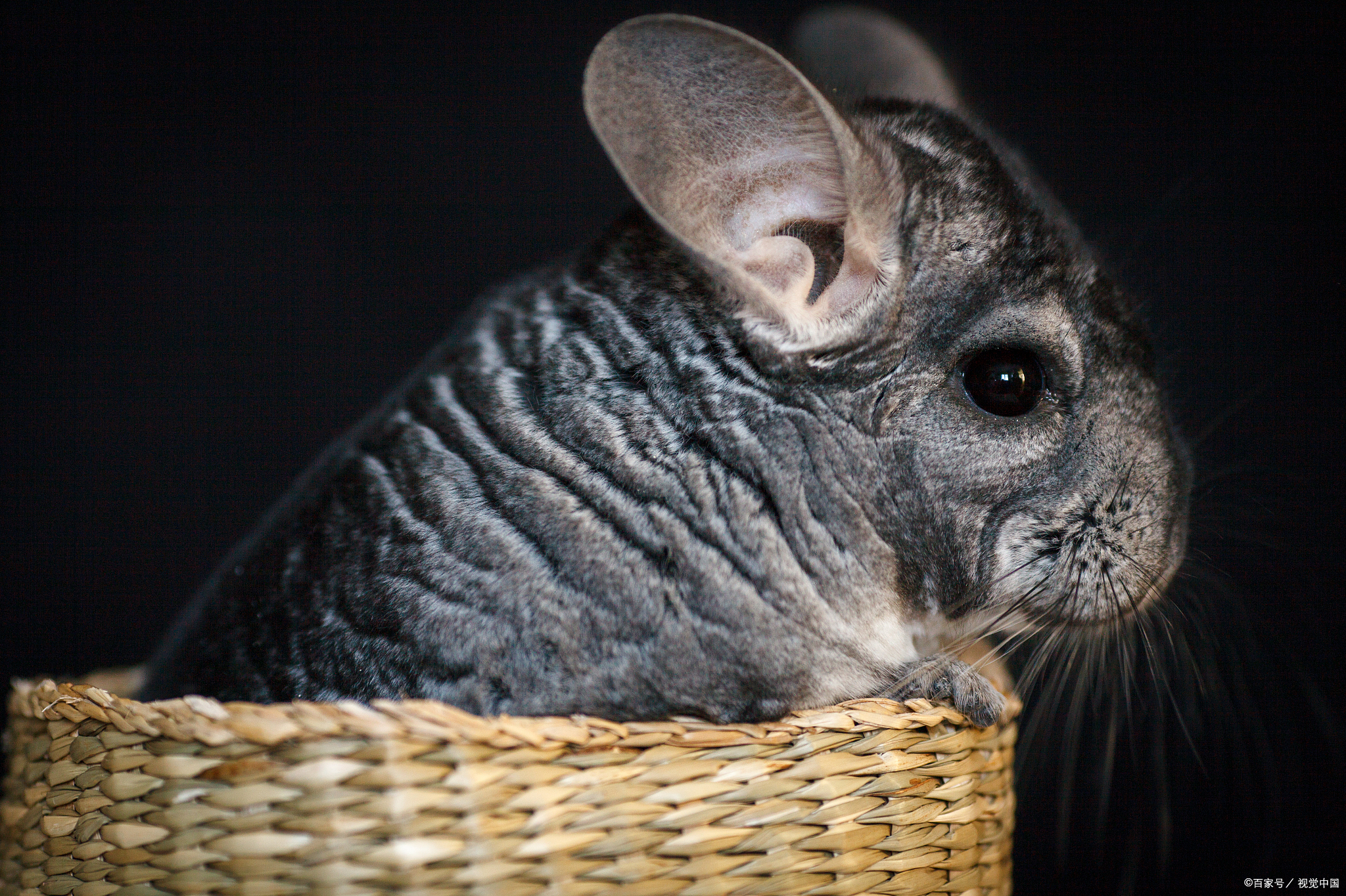养龙猫的简单攻略,养龙猫如何科学喂食