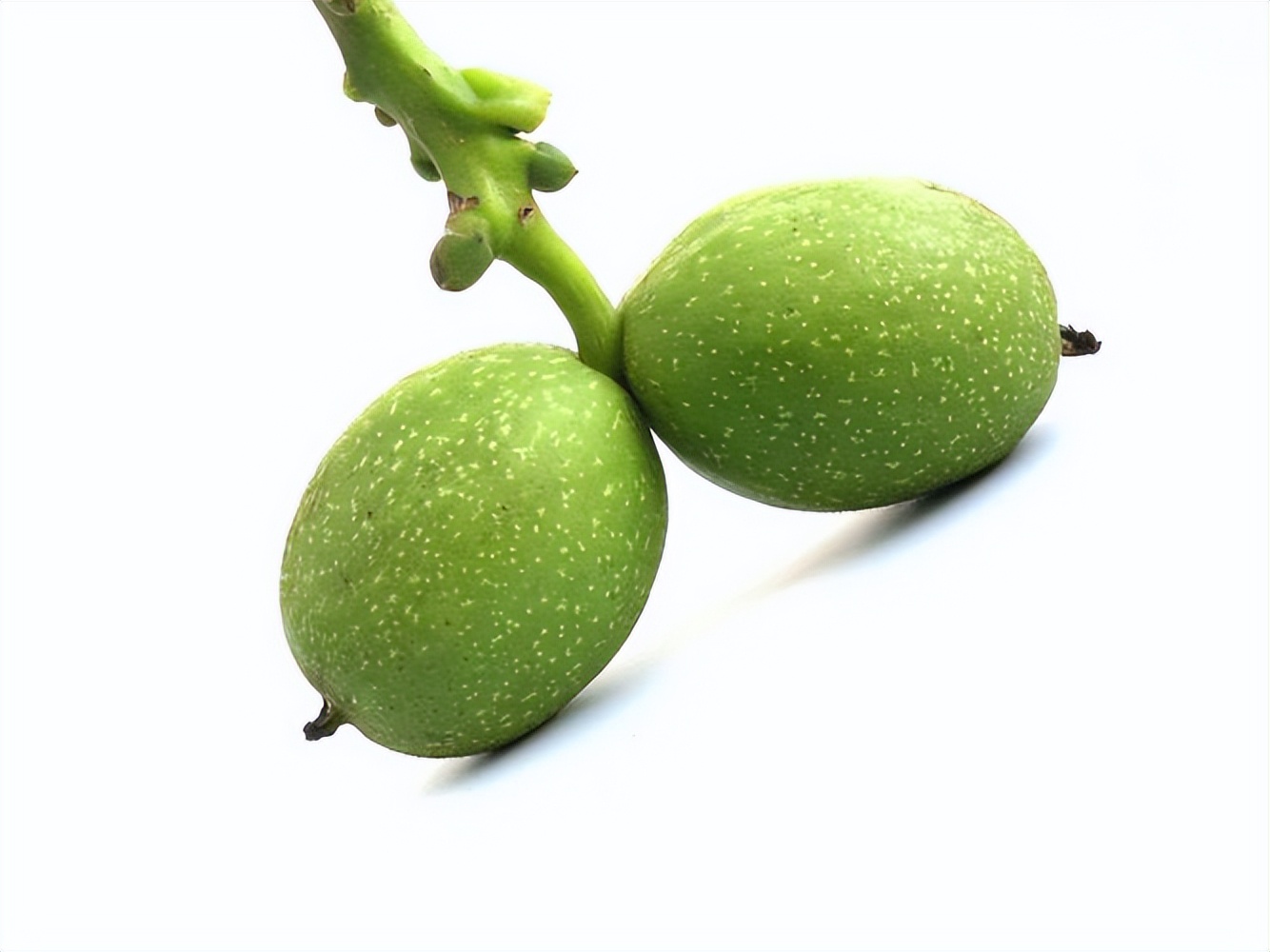 巴哥犬可以吃什么水果,巴哥犬能吃什么水果