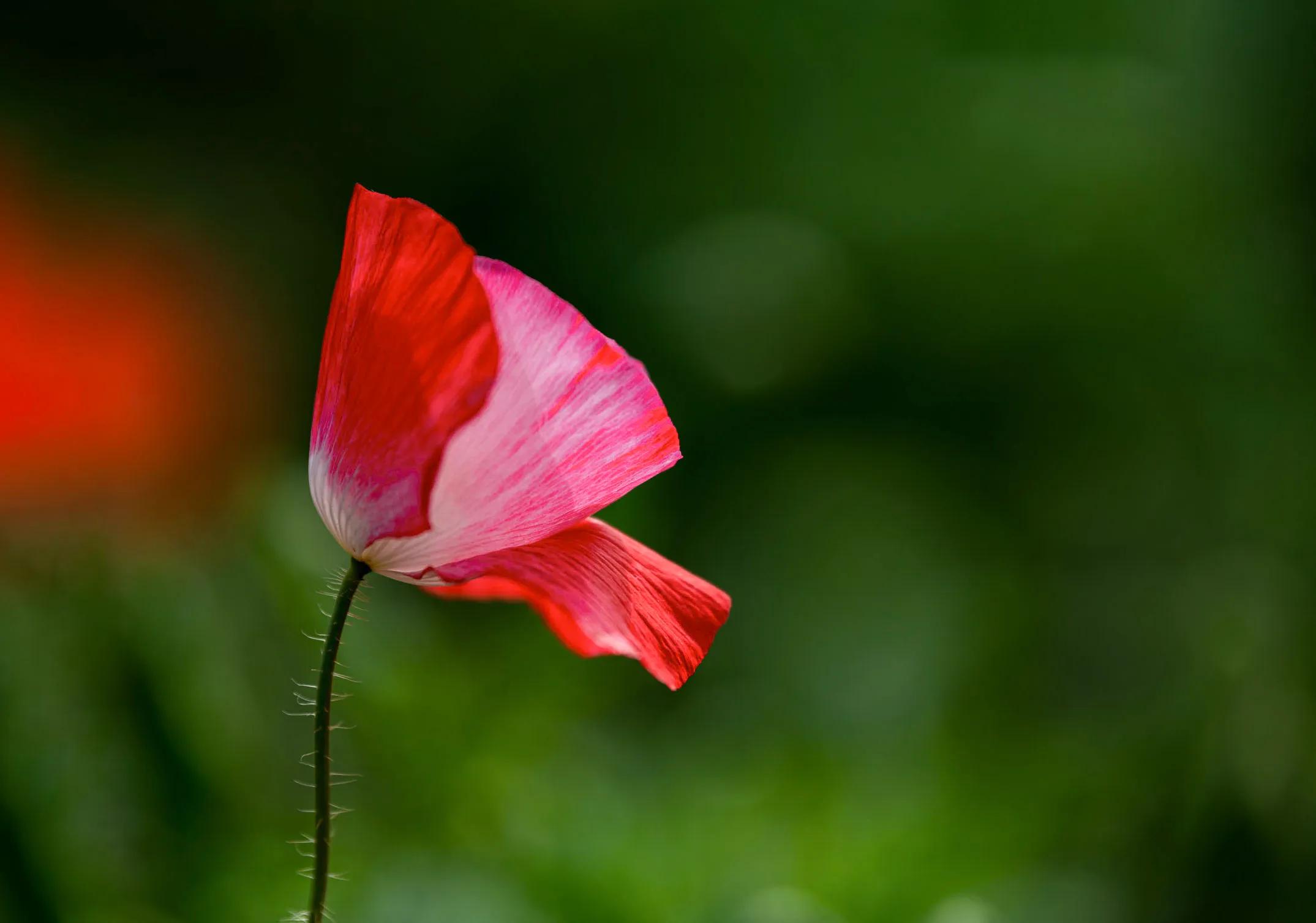 天路丰宁坝上草原自驾游攻略,去坝上草原天路的攻略