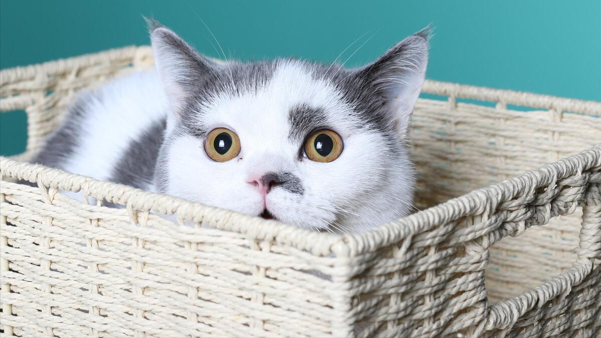 猫咪肠胃不舒服的表现,哪种品牌猫粮专门调理猫咪肠胃