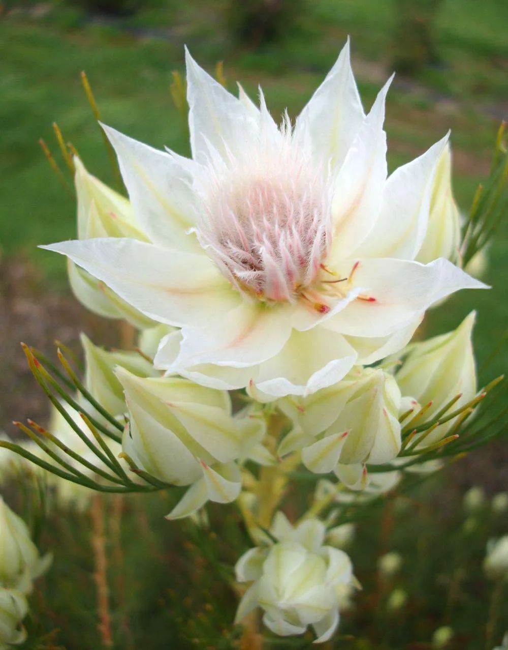 南非新娘花季节,南非的新娘花