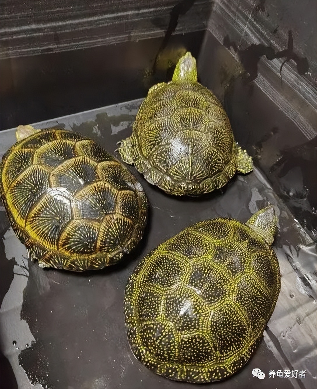 养龟最常见的病,养龟夏季浅水冬季深水