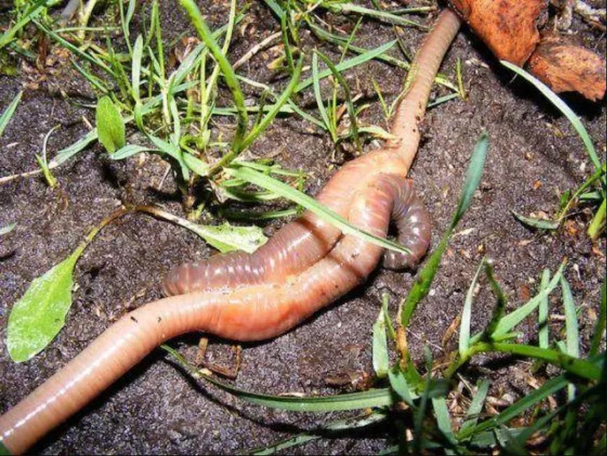 用什么来诱捕野生蚯蚓,电捕野生蚯蚓为什么禁止