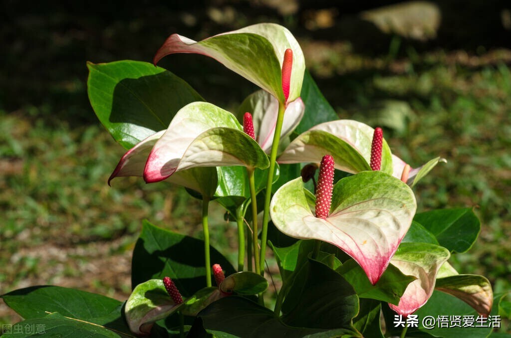 哪种绿色植物是最有效吸甲醛的,刚装修好的新房种什么植物去甲醛