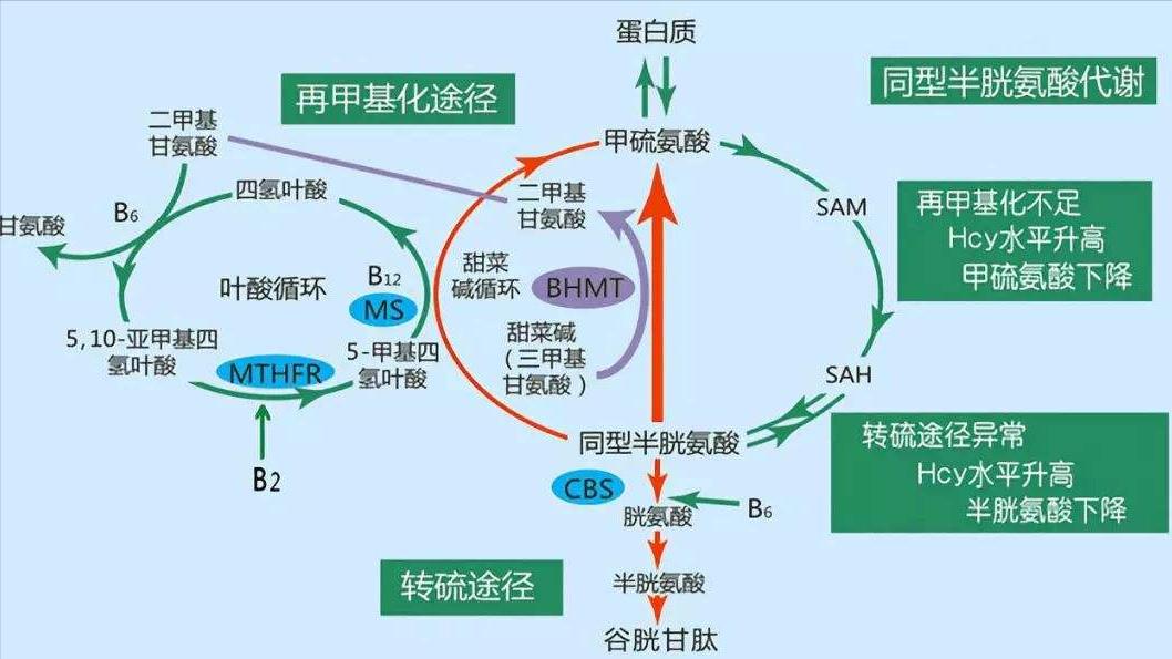 糖尿病能通过饮食恢复正常吗,预防糖尿病饮食注意事项及禁忌