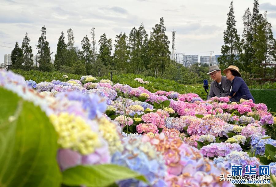 周末去哪里玩最合适昆明,昆明景点莫奈花园