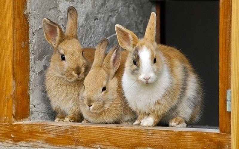 为什么出现兔子病毒,兔子病毒是真的吗