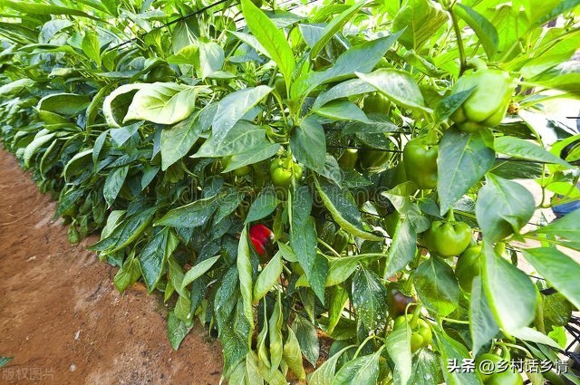 蔬菜三减三增种植技术,蔬菜种植小知识助农扶农