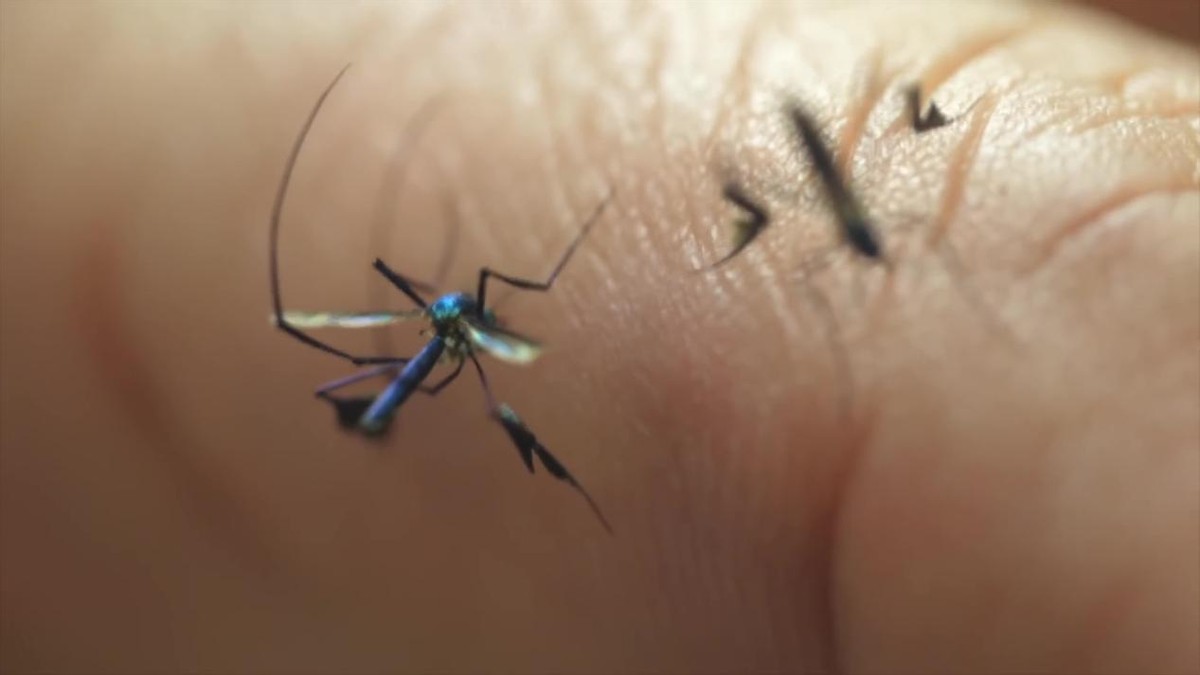 蚊子太多怎么避免蚊子叮咬,蚊子喜欢叮咬什么人如何防蚊子