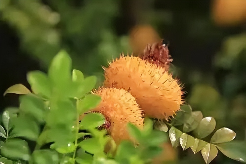 野生水果与现代水果,第三代水果的前景怎么样