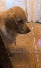 金毛嘴巴一直流白泡沫怎么办,金毛口水泡沫太多了什么原因