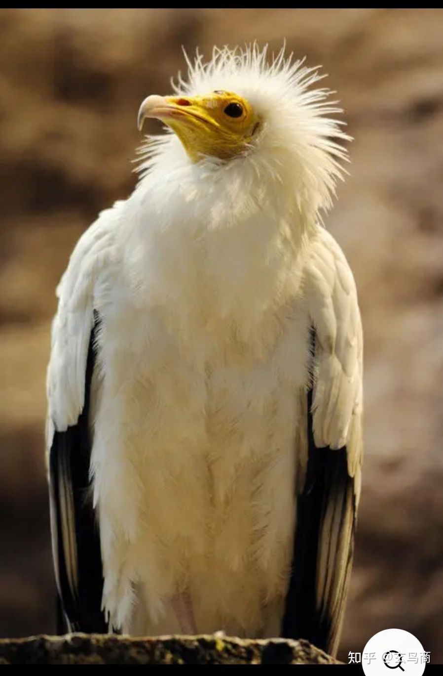 大盂鼎铭文的史料价值,大盂鼎铭文长卷全集