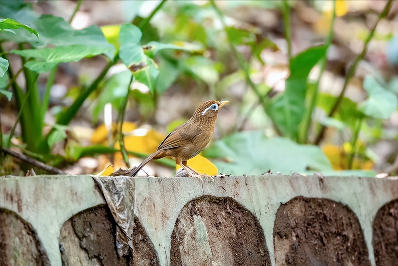 画眉鸟中国四大名鸟之一,四大名鸟绣眼是哪个品种